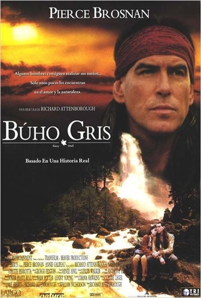 Póster de Búho gris