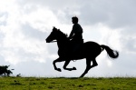 Foto de Caballo de batalla