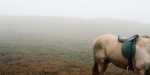 Foto de Cumbres borrascosas