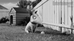 Foto de Frankenweenie