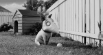 Foto de Frankenweenie