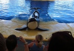 Foto de Blackfish