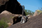 Foto de Island of Lemurs: Madagascar