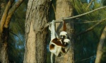 Foto de Island of Lemurs: Madagascar