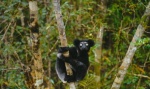 Foto de Island of Lemurs: Madagascar