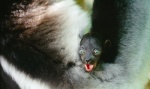 Foto de Island of Lemurs: Madagascar