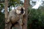 Foto de Island of Lemurs: Madagascar