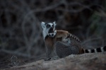 Foto de Island of Lemurs: Madagascar