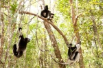 Foto de Island of Lemurs: Madagascar