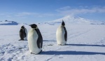 Foto de Antarctica: A Year on Ice