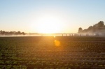 Foto de McFarland, USA