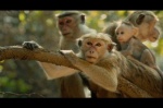 Foto de Monkey Kingdom