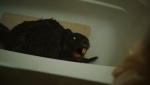 Foto de Zombeavers (Castores zombies)