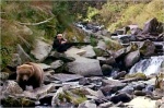 Foto de Grizzly Man