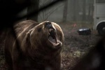 Foto de Into the Grizzly Maze