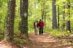 Foto de Un paseo por el bosque