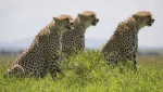 Foto de Grandes felinos africanos. El reino del coraje