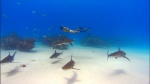 Foto de Tiburón, en las garras del hombre