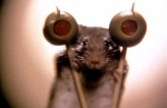 Foto de Un ratoncito duro de roer