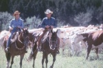 Foto de El hombre que susurraba a los caballos