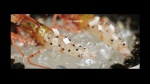 Foto de Ants on a Shrimp