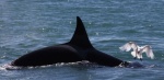 Foto de El faro de las orcas