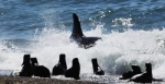 Foto de El faro de las orcas