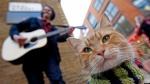 Foto de Un gato callejero llamado Bob