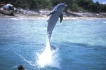 Foto de Flipper