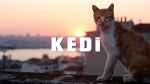 Foto de Kedi (Gatos de Estambul)