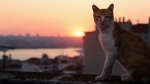 Foto de Kedi (Gatos de Estambul)