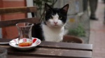 Foto de Kedi (Gatos de Estambul)