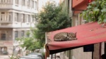 Foto de Kedi (Gatos de Estambul)