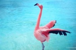 Foto de The Mystery of the Pink Flamingo