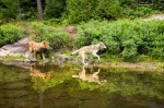 Foto de El lobo y el león