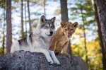 Foto de El lobo y el león