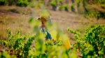 Foto de Rioja, la tierra de los mil vinos