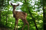 Foto de Bambi, una vida en el bosque