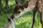 Foto de Bambi, una vida en el bosque