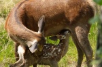 Foto de Bambi, una vida en el bosque