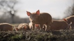 Foto de Wilding, el regreso de la naturaleza