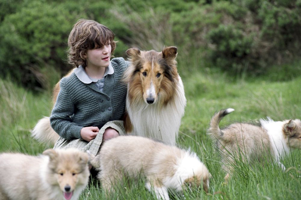 Lassie 2005 El Séptimo Arte Tu Web De Cine